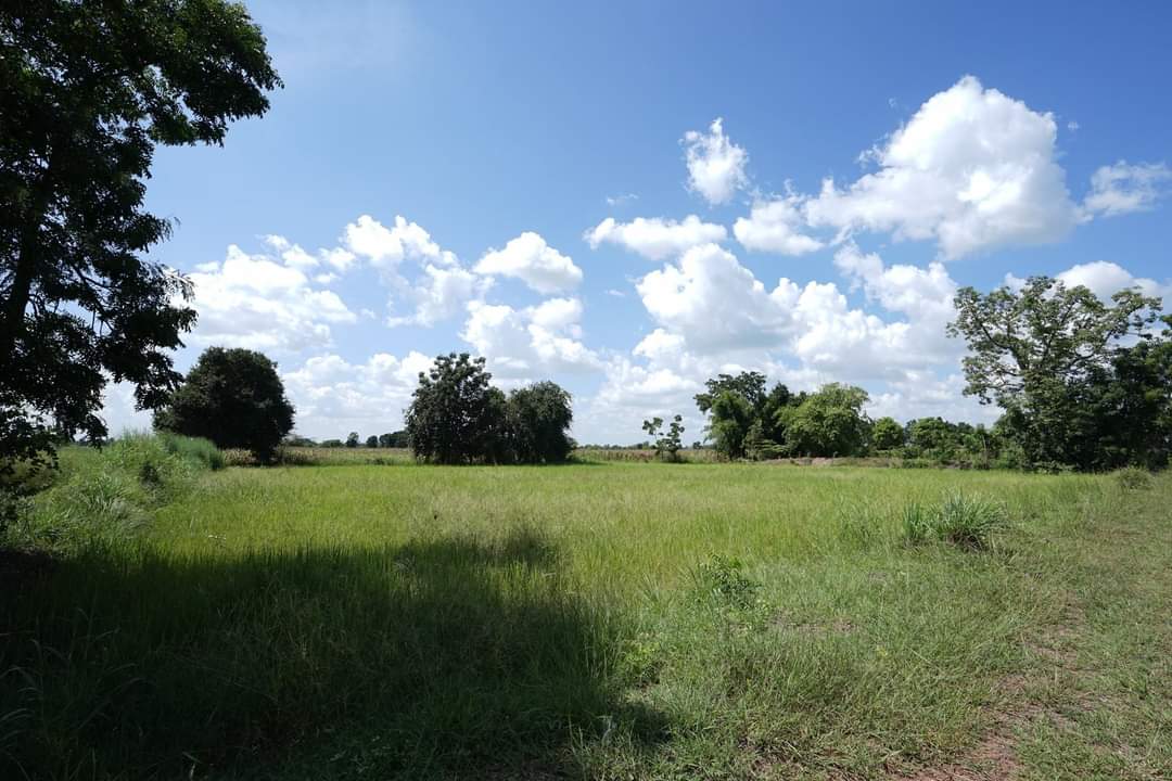 ขาย-ที่ดินเปล่าจำนวน 20 ไร่ ต.หนองจะบกอำเภอปักธงชัยจังหวัดนครราชสีมา