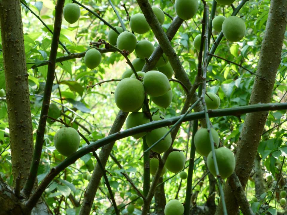 ลูกบ๊วย Japanese Apricot