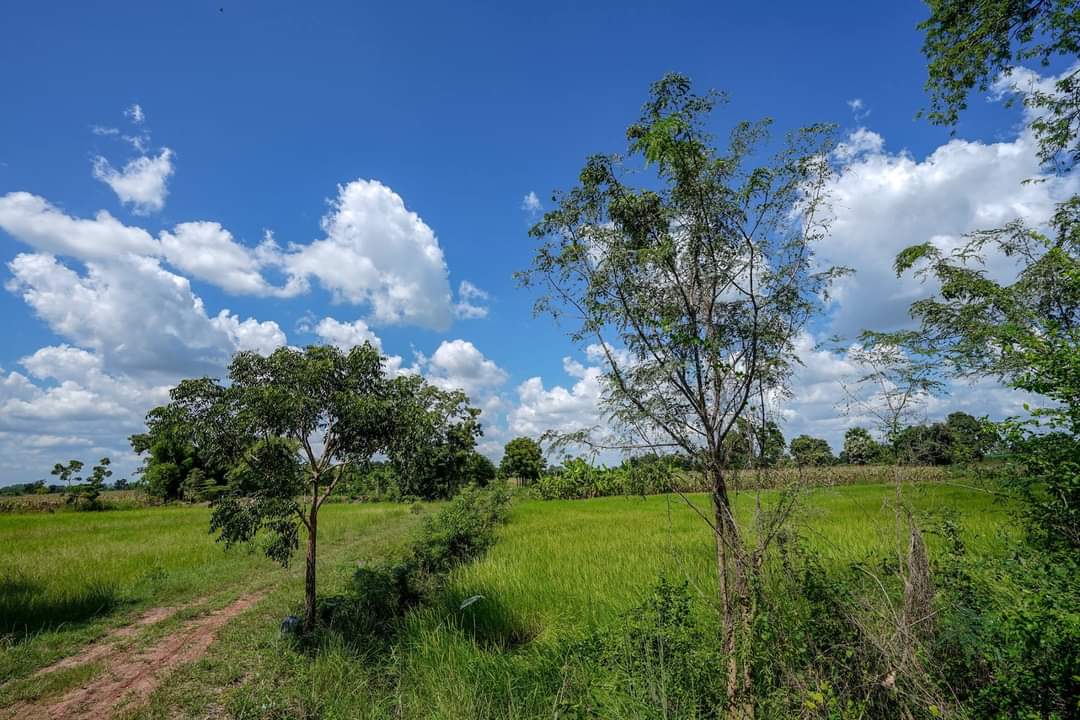 ขาย-ที่ดินเปล่าจำนวน 20 ไร่ ต.หนองจะบกอำเภอปักธงชัยจังหวัดนครราชสีมา