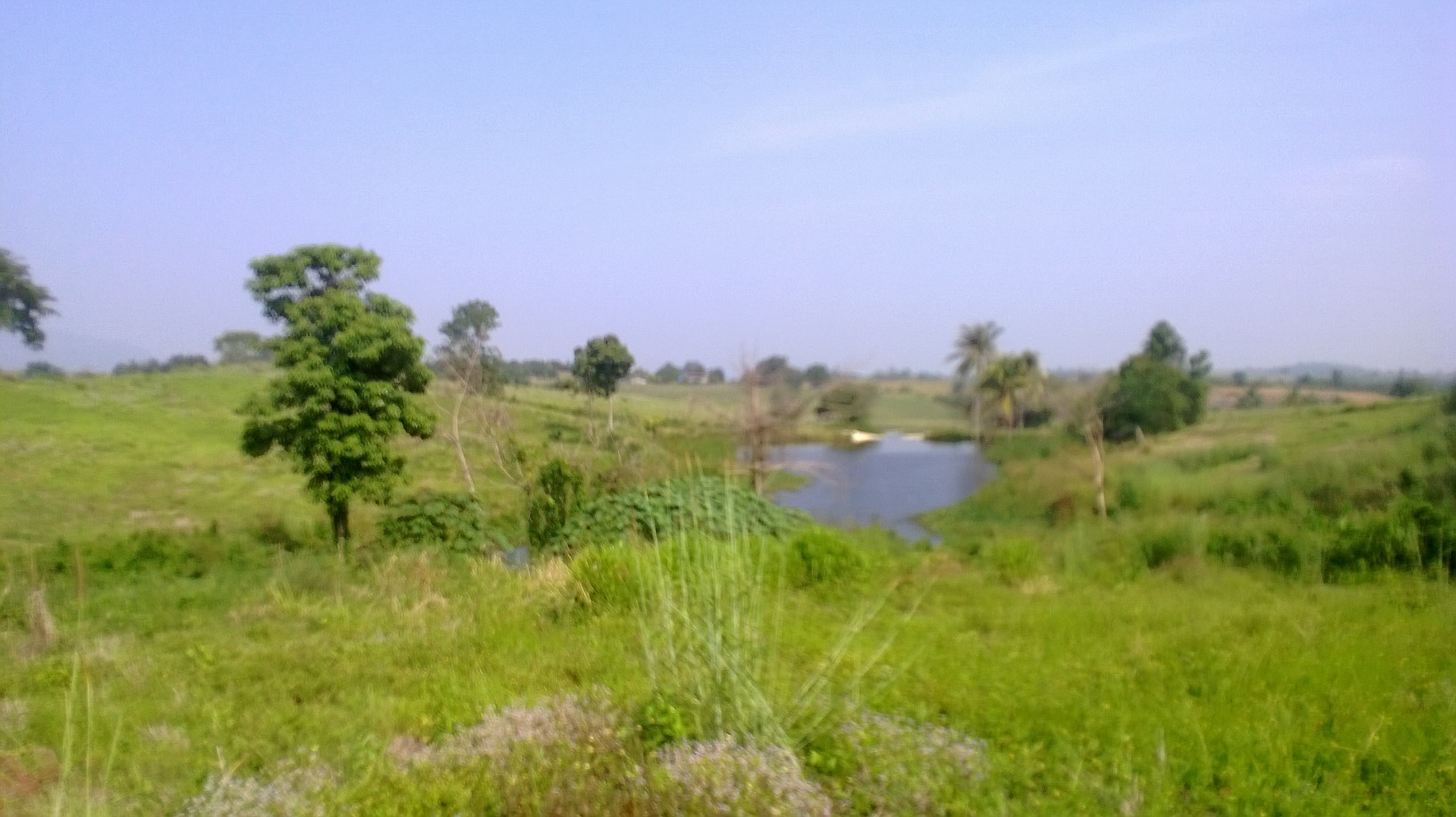 ที่ดินเปล่า230ไร่ แบ่งขายเป็นแปลงต.วังกะทะ(หมูสี )ติดวังน้ำเขียว นครราชสีมา