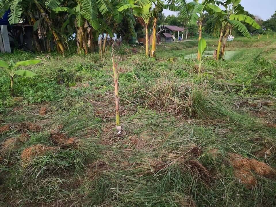 ขาย-ที่ดินเปล่า 1งาน ต.หนองปรืออ.บางละมุงจ.ชลบุรี