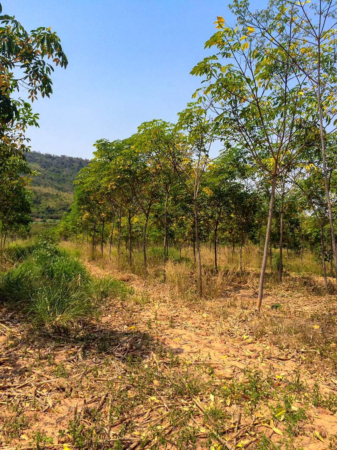 ขายที่ดินเปล่าสวย119ไร่ ตำบลทุ่งมะพร้าว อำเภอท้ายเหมืองจังหวัดพังงา