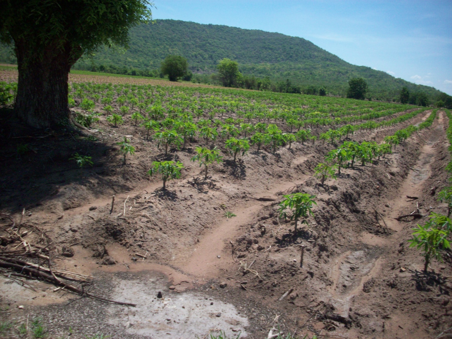 ขาย - ที่ดิน 400 ไร่ พัฒนานิคม ลพบุรี (แปลงที่1)