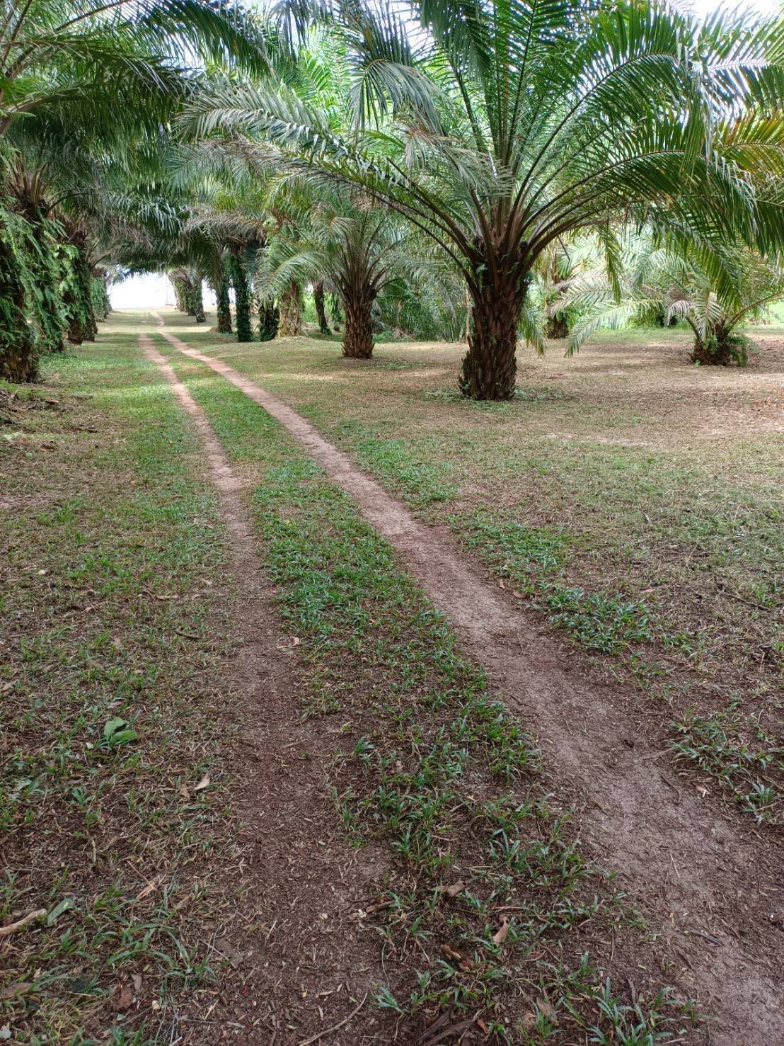 ขาย-ที่ดินเปล่าสวย จำนวน3ไร่ ต.ท้ายเหมือง อ.ท้ายเหมือง จ.พังงา