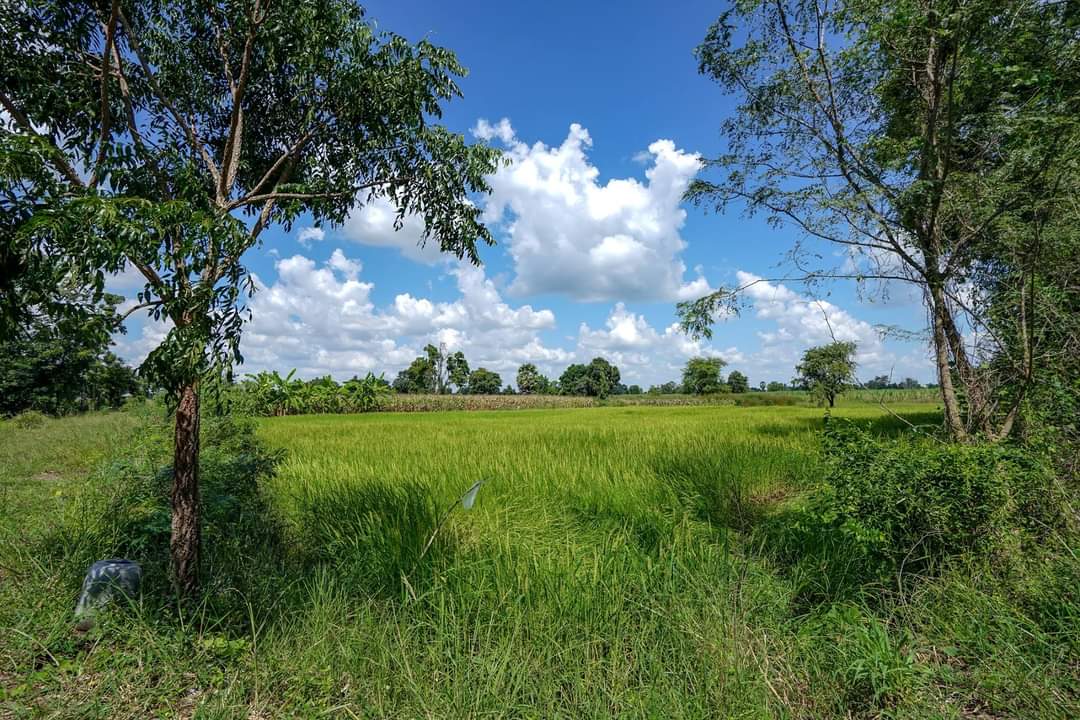 ขาย-ที่ดินเปล่าจำนวน 20 ไร่ ต.หนองจะบกอำเภอปักธงชัยจังหวัดนครราชสีมา