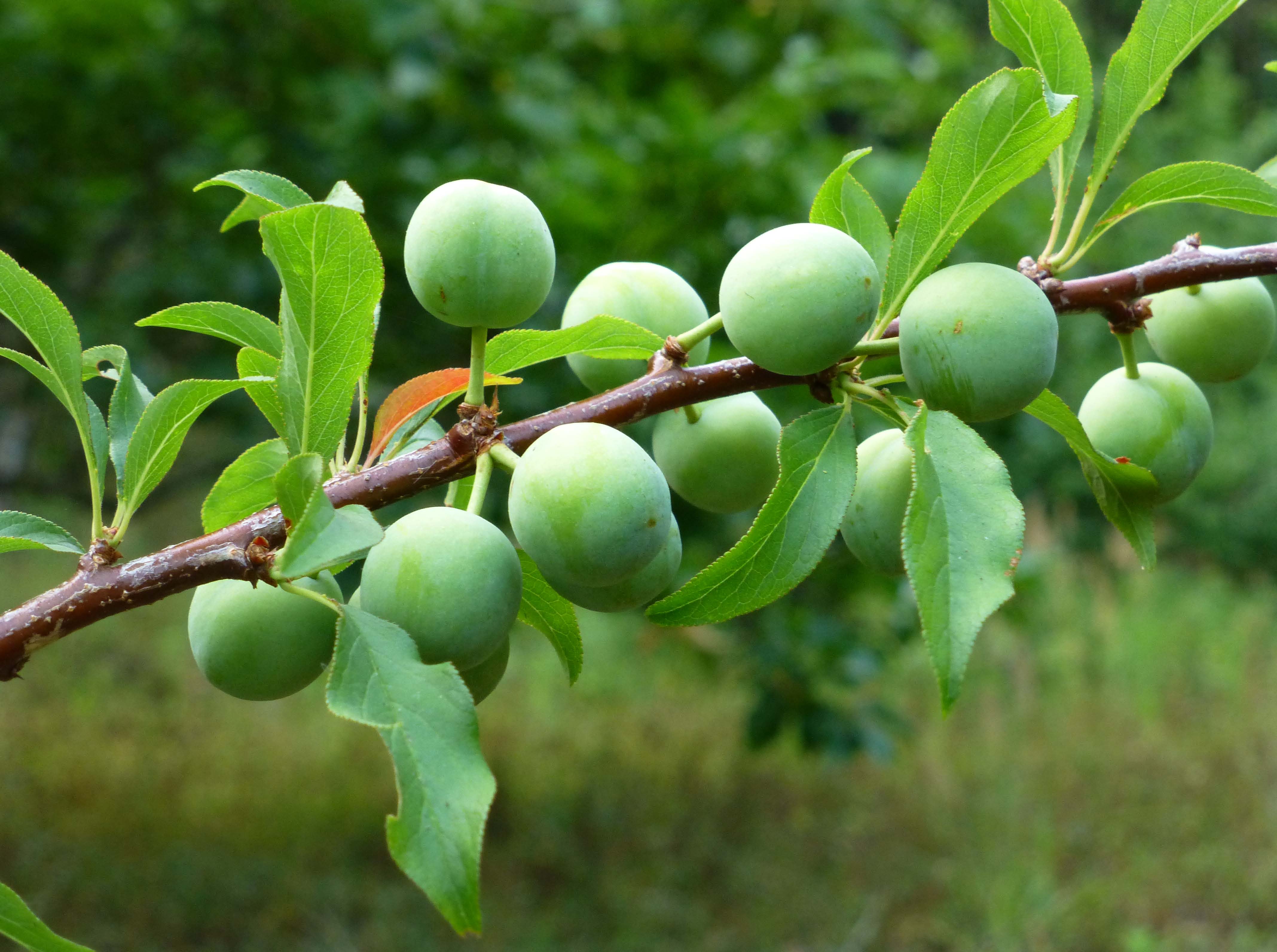 เชอร์รี่ Cherry plum