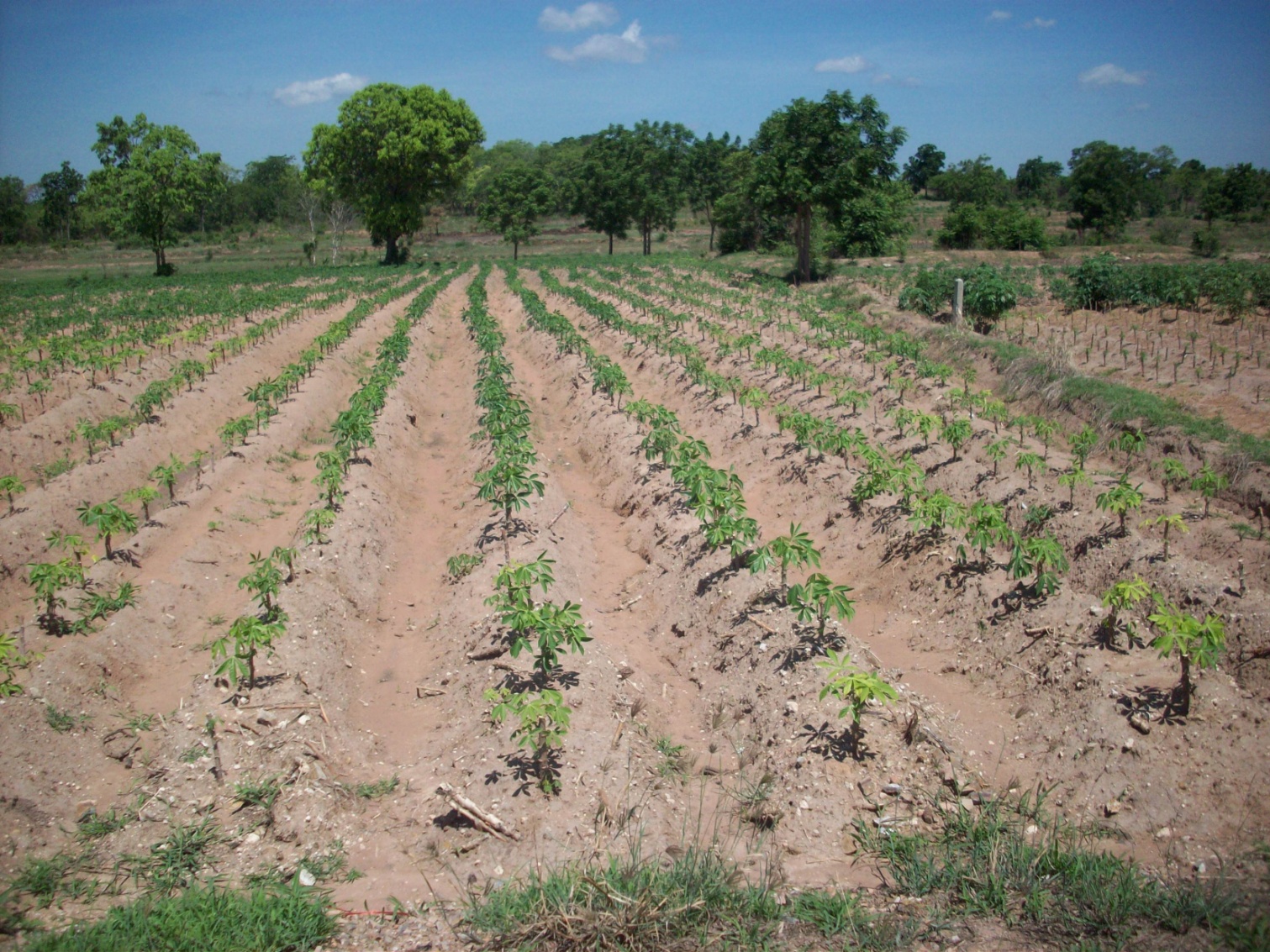 ขาย - ที่ดิน 400 ไร่ พัฒนานิคม ลพบุรี (แปลงที่1)