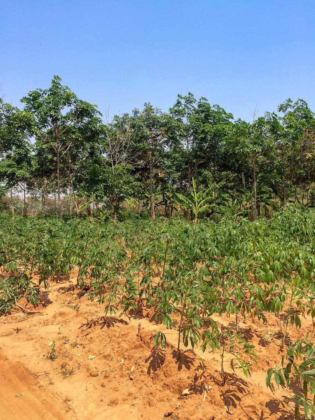 ขายที่ดินเปล่าสวย119ไร่ ตำบลทุ่งมะพร้าว อำเภอท้ายเหมืองจังหวัดพังงา