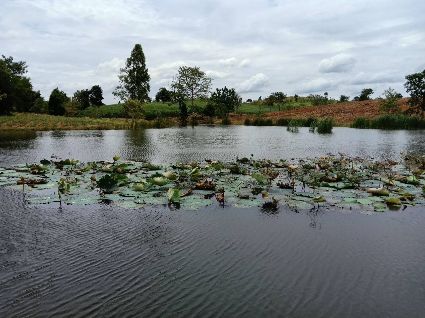 ขาย-ที่ดินเปล่า หมูสี ปากช่อง เขาใหญ่