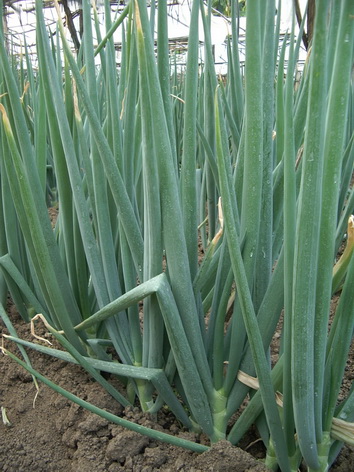 ต้นหอมญี่ปุ่น Japanese Bunching Onion