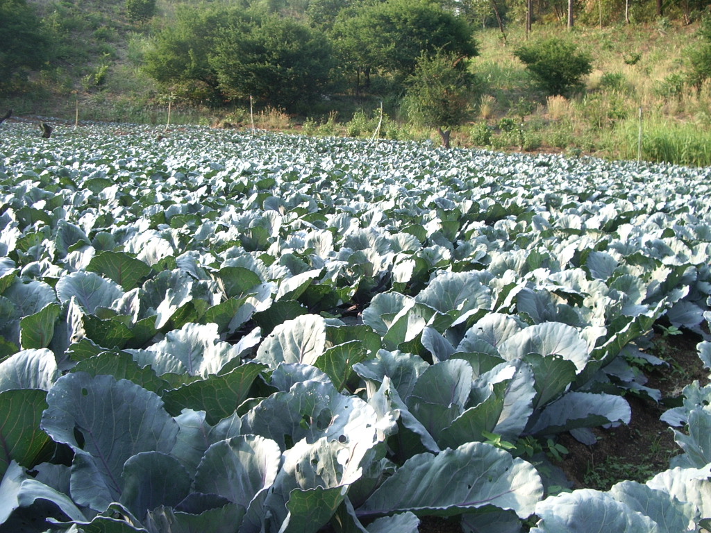 กะหล่ำปลีม่วง Red Cabbage