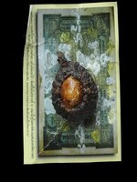 เบี้ยแก้รุ่นแรก หลวงพ่อชำนาญ วัดบางกุฏีทอง สวยสะสม ไม่ผ่านการใช้เลยจ้ะ มีตัวเดียวจ้าาา