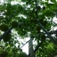 ลูกบ๊วย Japanese Apricot