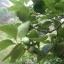 ลูกพลับ Persimmon