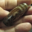 หินทิเบต 3 ตา (3 Eyed dZi Bead) หินเก่าแท้ๆแตกลายงา