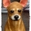 ตุ๊กตาสุนัข ปูนปั้น พันธุ์ชิวาวา (Chihuahua) Size L