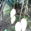มะม่วงมหาชนก Mahachanok Mango