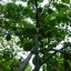 ลูกบ๊วย Japanese Apricot