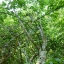 ลูกบ๊วย Japanese Apricot