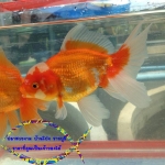 ออรันดา ยักษ์ 4"