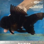 ออรันดา ยักษ์ สีดำ