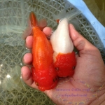 สิงห์ผสม ขายคู่